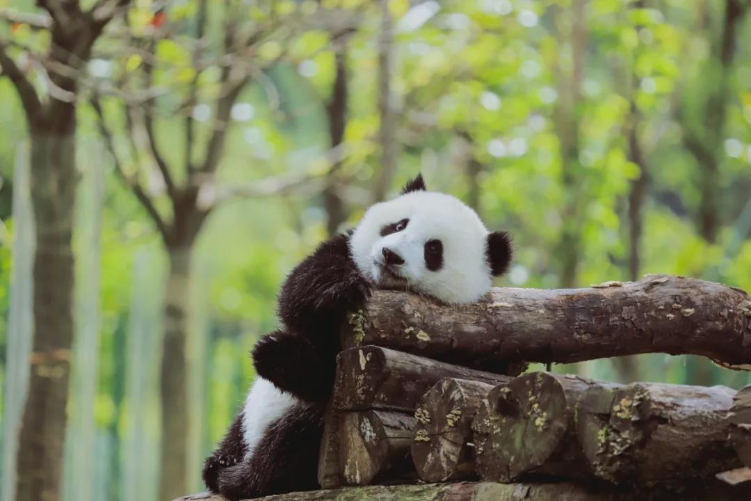 熊貓圖最新，文化現(xiàn)象的深度解析與探討