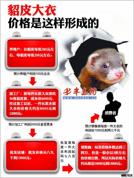 最新水貂價(jià)格，蛻變的力量與學(xué)習(xí)的魅力